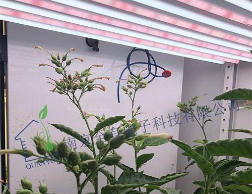 江苏省农科院新批植物生长情况反馈